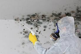 Best Basement Mold Removal  in Torrington, CT